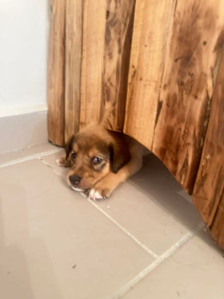 ARROW le petit joueur