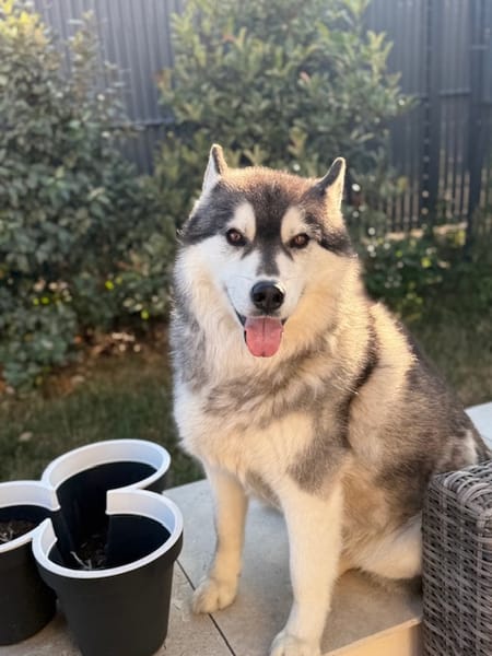 OSCAR SNOW