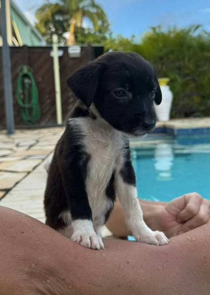 Skadi, croisée berger, née le 28/07/2025 🐶