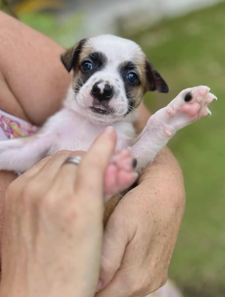 Ravi, mâle berger,né le 15/08/2025 🐶