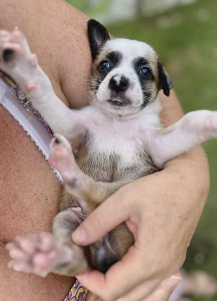 Ravi, mâle berger,né le 15/08/2025 🐶