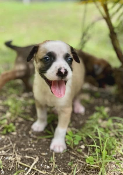 Ravi, mâle berger,né le 15/08/2025 🐶