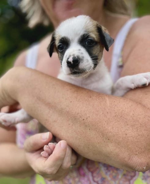 Ravi, mâle berger,né le 15/08/2025 🐶