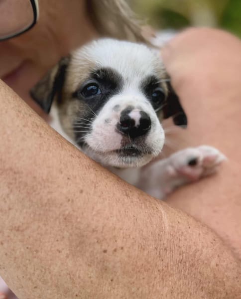 Ravi, mâle berger,né le 15/08/2025 🐶