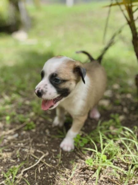 Ravi, mâle berger,né le 15/08/2025 🐶