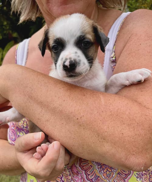 Ravi, mâle berger,né le 15/08/2025 🐶