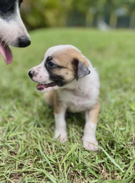Ravi, mâle berger,né le 15/08/2025 🐶