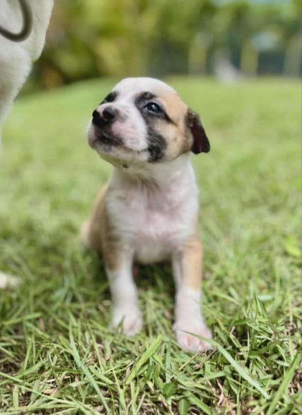 Ravi, mâle berger,né le 15/08/2025 🐶