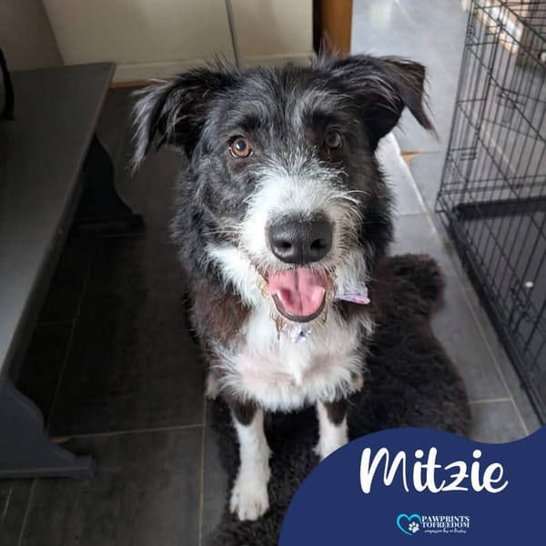 Mitzie