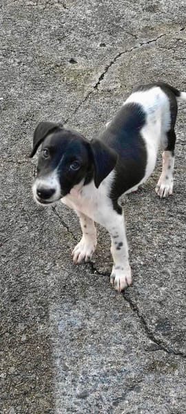 Crumble, mâle croisé berger, né le 26/06/2025 🐶