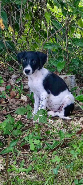 Crumble, mâle croisé berger, né le 26/06/2025 🐶