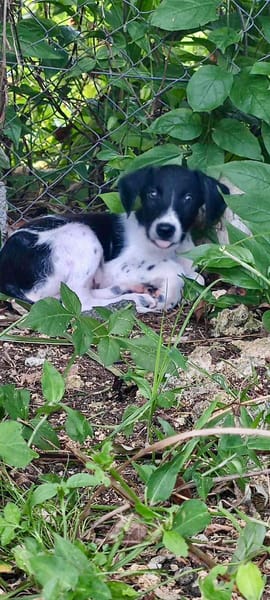 Crumble, mâle croisé berger, né le 26/06/2025 🐶
