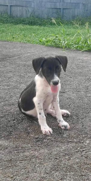 Crumble, mâle croisé berger, né le 26/06/2025 🐶