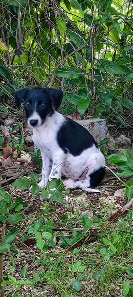 Crumble, mâle croisé berger, né le 26/06/2025 🐶