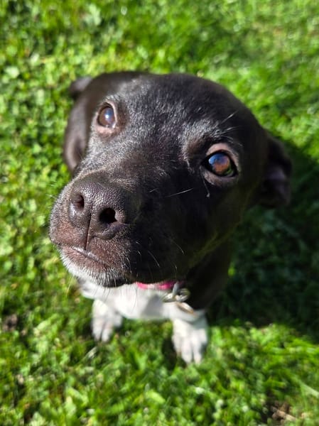 Aqua, femelle croisée berger, née le 01/07/2025 🐶
