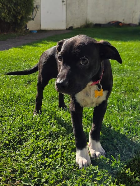 Aqua, femelle croisée berger, née le 01/07/2025 🐶