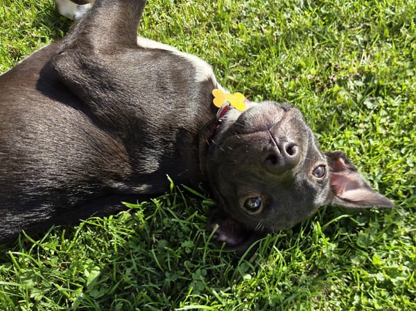Aqua, femelle croisée berger, née le 01/07/2025 🐶