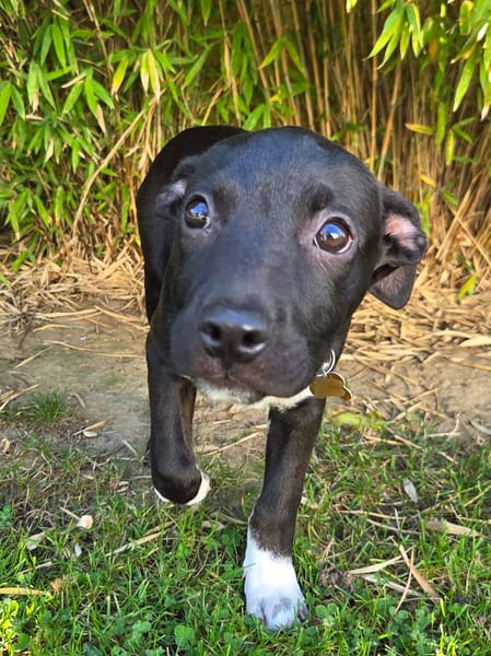 Aqua, femelle croisée berger, née le 01/07/2025 🐶