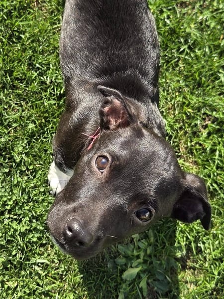 Aqua, femelle croisée berger, née le 01/07/2025 🐶