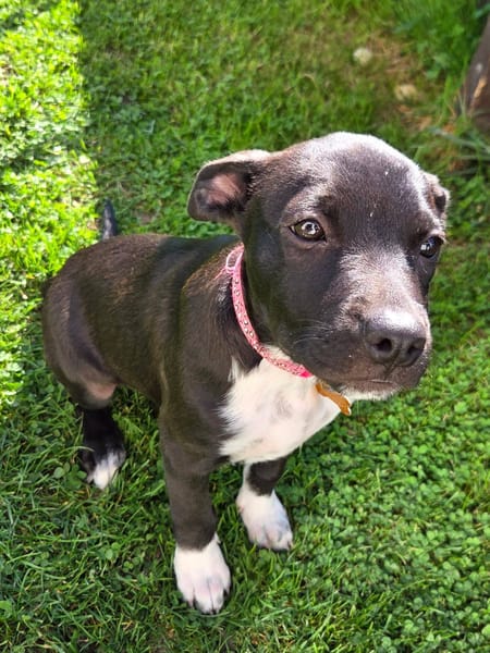 Aqua, femelle croisée berger, née le 01/07/2025 🐶