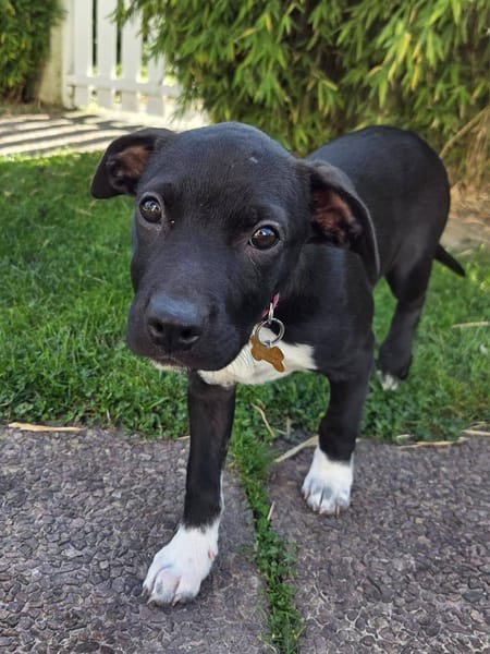 Aqua, femelle croisée berger, née le 01/07/2025 🐶
