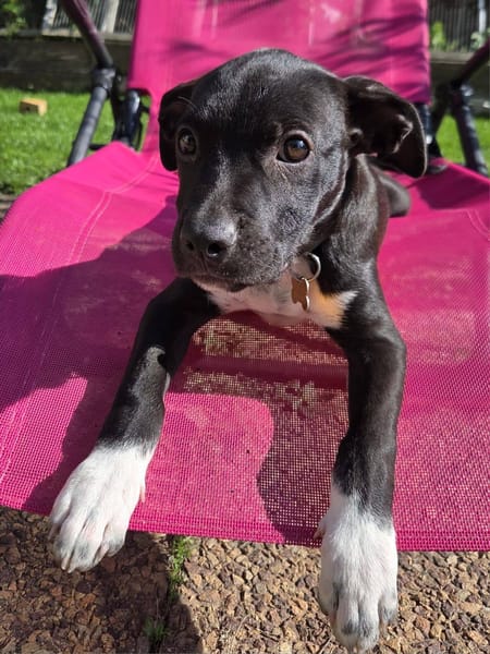 Aqua, femelle croisée berger, née le 01/07/2025 🐶