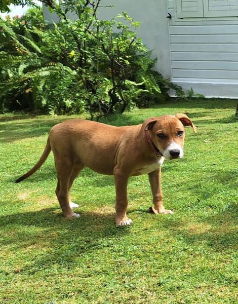 Aéla, femelle croisée berger, née le 15/06/2025 🐶