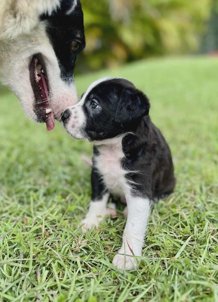 Ael, mâle berger,née le 15/08/2025 🐶