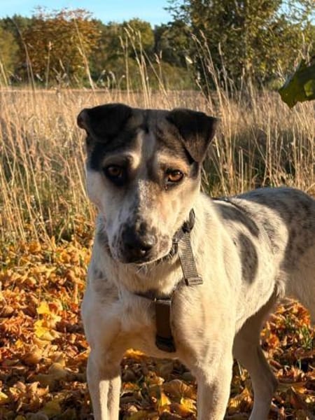 Mayla  fröhliche Entdeckerin sucht