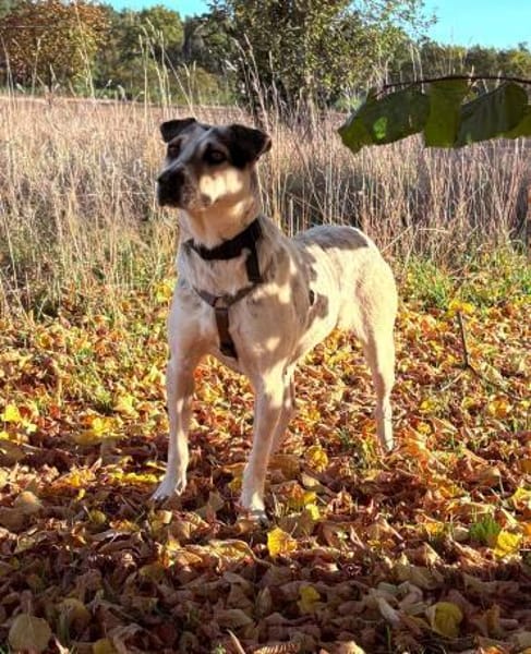 Mayla  fröhliche Entdeckerin sucht