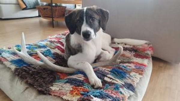 Traumhund sucht Traumzuhause