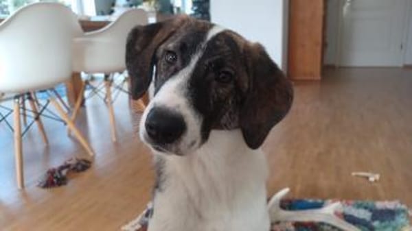 Traumhund sucht Traumzuhause