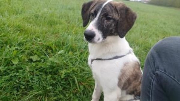 Traumhund sucht Traumzuhause