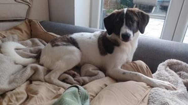 Traumhund sucht Traumzuhause