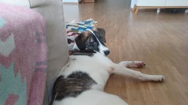 Traumhund sucht Traumzuhause