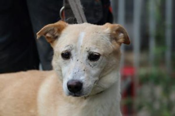 Neone - liebenswerte, verschmuste Hündin