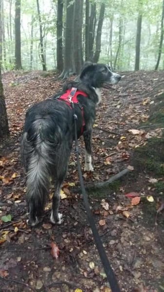 Anima, wunderschön sucht Körbchen