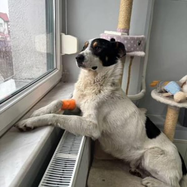 Toni sucht sein Glück