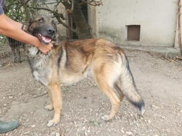 Max, schöner Rüde sucht neues Zuhause