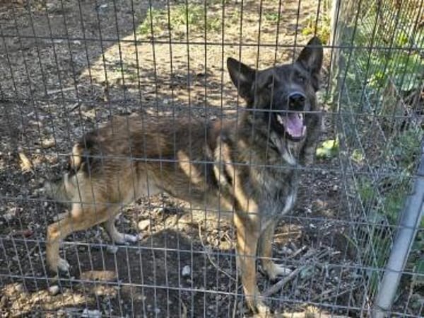 Max, schöner Rüde sucht neues Zuhause