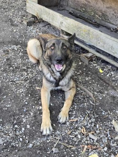 Max, schöner Rüde sucht neues Zuhause