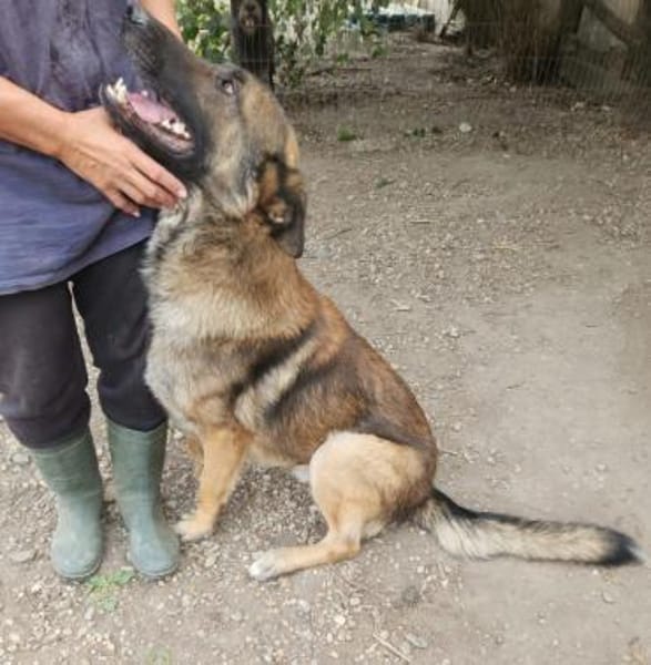 Max, schöner Rüde sucht neues Zuhause