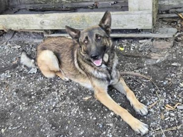 Max, schöner Rüde sucht neues Zuhause