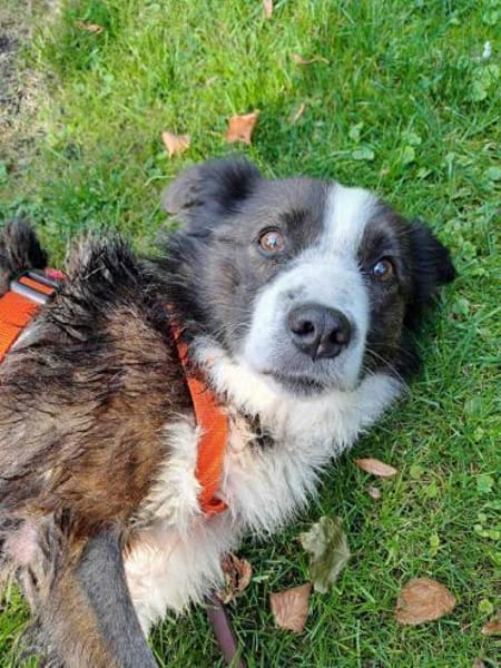 Enzo - sanftes Herz sucht ruhigen Hafen