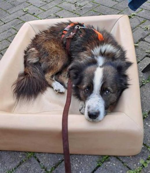 Enzo - sanftes Herz sucht ruhigen Hafen