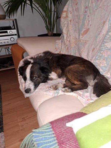 Enzo - sanftes Herz sucht ruhigen Hafen