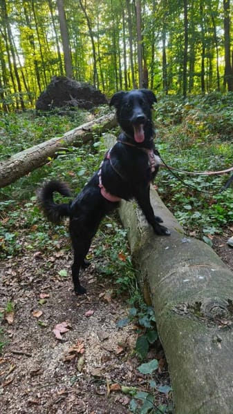 Hanuta ist eine zarte Prinzessin 🐾