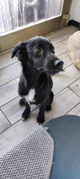 Hanuta ist eine zarte Prinzessin 🐾