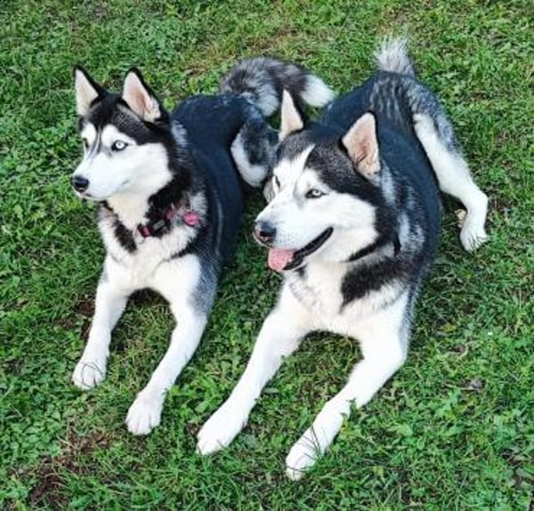 Selah und Nanuk ❤❤