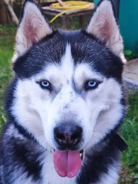 Selah und Nanuk ❤❤